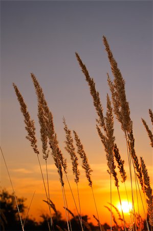 Sunset in the steppe. Tops cereal herbs illuminated setting sun rays Stock Photo - Budget Royalty-Free & Subscription, Code: 400-04419827