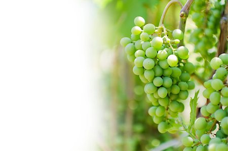 simsearch:400-04902855,k - White grapes on vine with copyspace Stock Photo - Budget Royalty-Free & Subscription, Code: 400-04419880