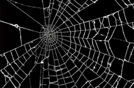simsearch:400-08200203,k - Spider web on black background Foto de stock - Royalty-Free Super Valor e Assinatura, Número: 400-04419883