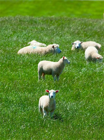 Sheep grazing in the pasture in New Zeland Stock Photo - Budget Royalty-Free & Subscription, Code: 400-04419928