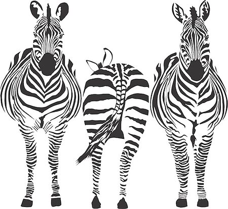 simsearch:400-04348140,k - illustration of three zebras, two front, one rear Foto de stock - Super Valor sin royalties y Suscripción, Código: 400-04419938