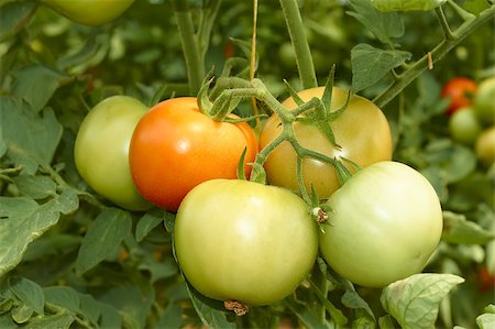 Bunch with big green and red tomatoes growing in the greenhouse Stock Photo - Budget Royalty-Free & Subscription, Code: 400-04411225
