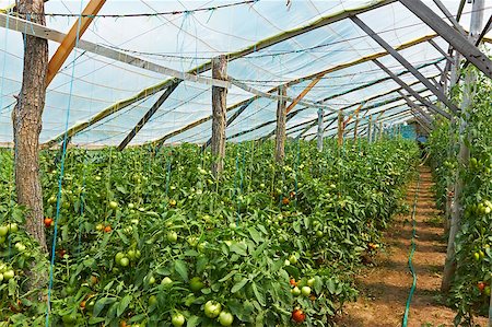 Wooden film greenhouses with tomatoes from the inside Stock Photo - Budget Royalty-Free & Subscription, Code: 400-04411227