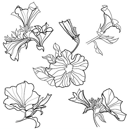 plant drawing decor - Vector set of bell-flowers design elements (from my big "Floral collection") Stock Photo - Budget Royalty-Free & Subscription, Code: 400-04411448