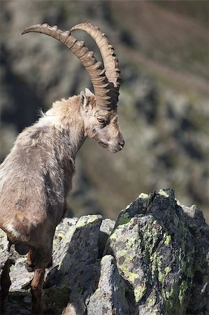 ssnowball (artist) - Ibex at 2700 meters on the sea-level during summer. Cané Pass, Brixia province, Lombardy region, Italy Foto de stock - Super Valor sin royalties y Suscripción, Código: 400-04411477