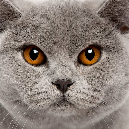 Close-up of British Shorthair Cat, 8 months old Photographie de stock - Aubaine LD & Abonnement, Code: 400-04411600