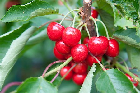 simsearch:400-06855989,k - Cherries on a branch Photographie de stock - Aubaine LD & Abonnement, Code: 400-04411622