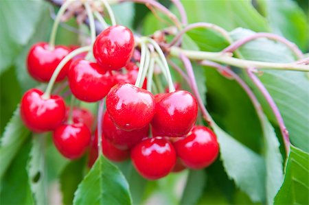 simsearch:400-08070445,k - Cherries on a branch Stock Photo - Budget Royalty-Free & Subscription, Code: 400-04411746