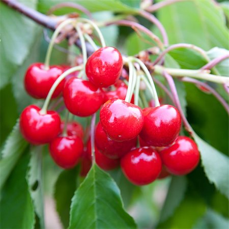 simsearch:400-08070445,k - Cherries on a branch Stock Photo - Budget Royalty-Free & Subscription, Code: 400-04411743