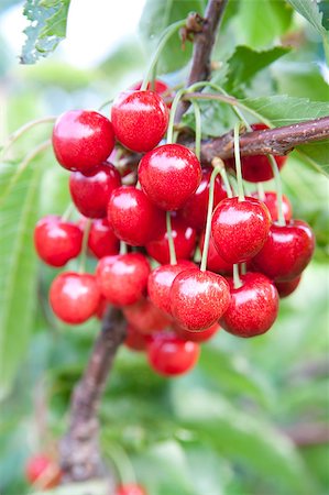 simsearch:400-05382337,k - Cherries on a branch Stock Photo - Budget Royalty-Free & Subscription, Code: 400-04411850