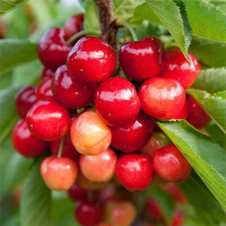 simsearch:400-05382337,k - Cherries on a branch Stock Photo - Budget Royalty-Free & Subscription, Code: 400-04411851