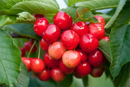 simsearch:400-08070445,k - Cherries on a branch Stock Photo - Budget Royalty-Free & Subscription, Code: 400-04411852