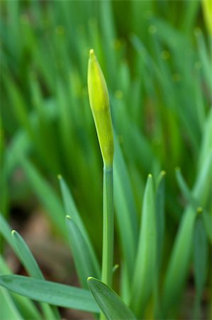 simsearch:400-04524191,k - Closeup view of fresh closed bud and green grass Stock Photo - Budget Royalty-Free & Subscription, Code: 400-04411906
