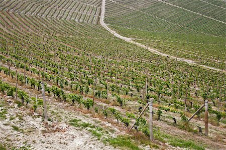 simsearch:400-05280468,k - Barbera vineyard during spring season, Monferrato area, Piedmont region, Italy Stock Photo - Budget Royalty-Free & Subscription, Code: 400-04411931