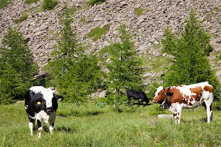 simsearch:400-04806827,k - Italian cows during a sunny day close to Susa, Piedmont, Italian Alps Fotografie stock - Microstock e Abbonamento, Codice: 400-04411947