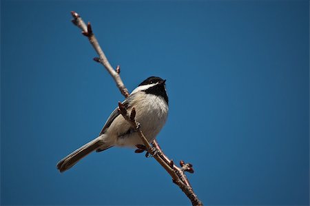 A Black-Capped Chickadee perched on a small branch in winter. Photographie de stock - Aubaine LD & Abonnement, Code: 400-04412056