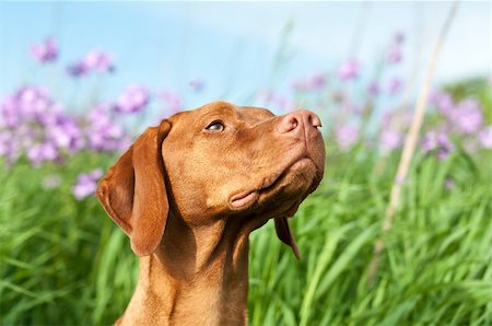 simsearch:400-04746113,k - A closeup portrait of a Hungarian Vizsla dog with purple wildflowers and green grass in the background, Foto de stock - Royalty-Free Super Valor e Assinatura, Número: 400-04412058