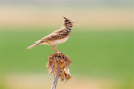 A Crested Lark (Galerida cristata) singing on a thistle Stock Photo - Budget Royalty-Free & Subscription, Code: 400-04412100