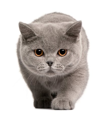 British Shorthair kitten, 4 months old, in front of white background Photographie de stock - Aubaine LD & Abonnement, Code: 400-04412674