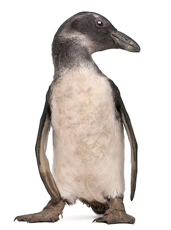 Young African Penguin, Spheniscus demersus, 3 months old, in front of white background Photographie de stock - Aubaine LD & Abonnement, Code: 400-04412944