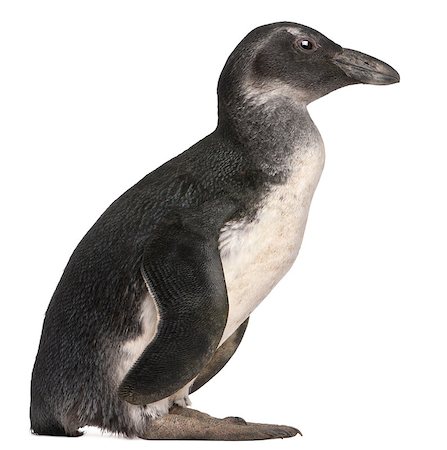 Young African Penguin, Spheniscus demersus, 3 months old, in front of white background Photographie de stock - Aubaine LD & Abonnement, Code: 400-04412943