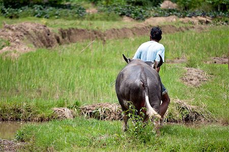 Farmer working with buffalo in a field in indonesia Stock Photo - Budget Royalty-Free & Subscription, Code: 400-04413019