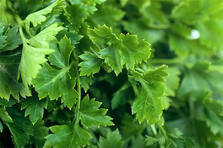 simsearch:400-04418942,k - Macro view of fresh green parsley leaves Stockbilder - Microstock & Abonnement, Bildnummer: 400-04413055