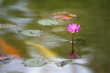 simsearch:689-03124197,k - Single water lily flower blooming in the pond Photographie de stock - Aubaine LD & Abonnement, Code: 400-04413198
