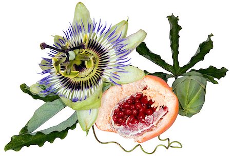 passiflora edulis - Passion fruit (Passiflora flavicarpa) flower isolated on white background Stockbilder - Microstock & Abonnement, Bildnummer: 400-04413208