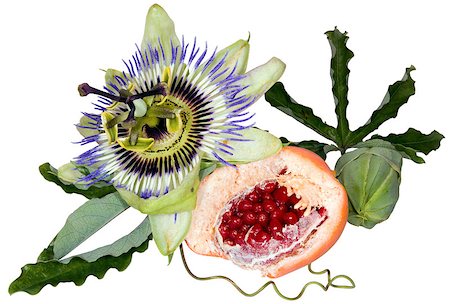 purple granadilla - Passion fruit (Passiflora flavicarpa) flower isolated on white background Stock Photo - Budget Royalty-Free & Subscription, Code: 400-04413208