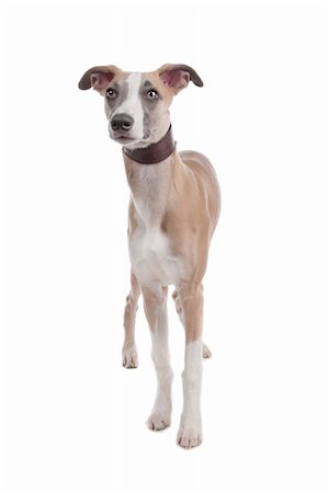 Whippet puppy dog in front of a white background Stockbilder - Microstock & Abonnement, Bildnummer: 400-04424173