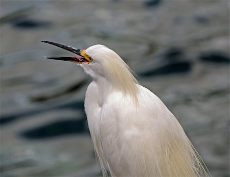 Snowy egret (egretta thula) making a call Foto de stock - Super Valor sin royalties y Suscripción, Código: 400-04424231