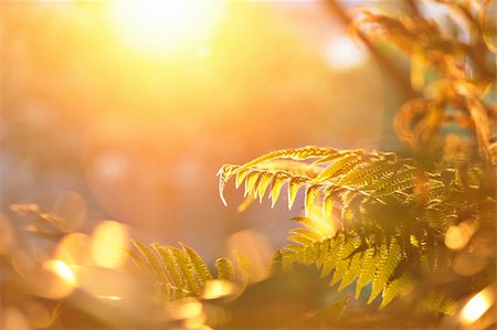 summer light abstract - leaf with sun shine Stock Photo - Budget Royalty-Free & Subscription, Code: 400-04424248