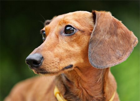 simsearch:400-05246924,k - dachshund Stock Photo - Budget Royalty-Free & Subscription, Code: 400-04424258