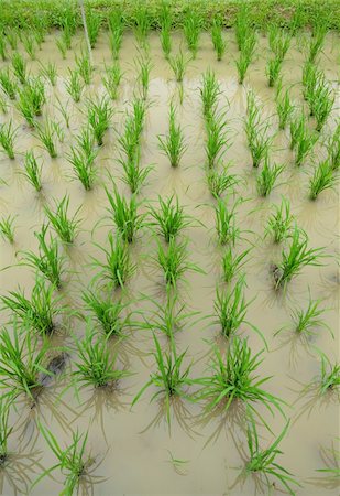 simsearch:400-03997550,k - rice field Stock Photo - Budget Royalty-Free & Subscription, Code: 400-04424253