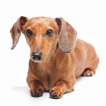 simsearch:400-04353812,k - dachshund Stockbilder - Microstock & Abonnement, Bildnummer: 400-04424286