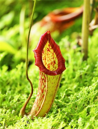 simsearch:879-09100530,k - Pitcher plant Photographie de stock - Aubaine LD & Abonnement, Code: 400-04424291