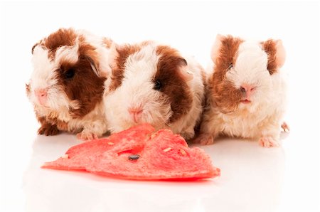 baby guinea pig Stock Photo - Budget Royalty-Free & Subscription, Code: 400-04424409