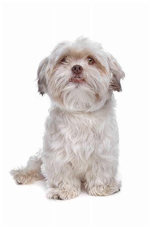 simsearch:400-08318823,k - mixed breed dog in front of a white background Foto de stock - Royalty-Free Super Valor e Assinatura, Número: 400-04424519