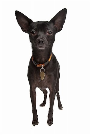 cross breed of a Miniature Pinscher and a chihuahua dog Photographie de stock - Aubaine LD & Abonnement, Code: 400-04424526