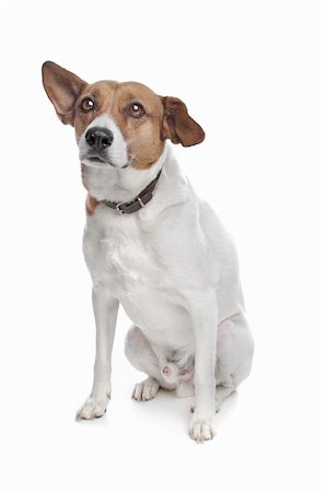 mixed breed jack russel terrier dog on a white background Stock Photo - Budget Royalty-Free & Subscription, Code: 400-04424520