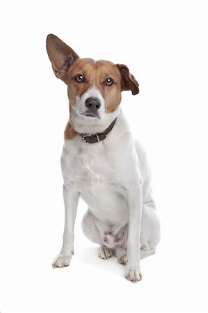 mixed breed jack russel terrier dog on a white background Stock Photo - Budget Royalty-Free & Subscription, Code: 400-04424521