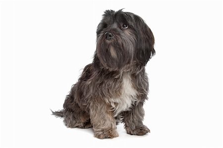 mixed breed dog in front of a white background Stock Photo - Budget Royalty-Free & Subscription, Code: 400-04424540