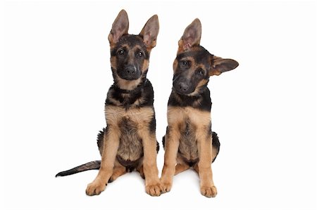 simsearch:400-05715419,k - two German shepherd puppies in front of a white background Fotografie stock - Microstock e Abbonamento, Codice: 400-04424555