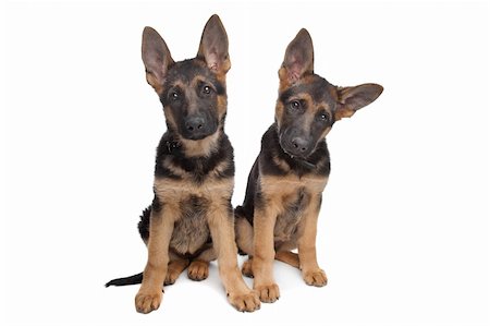 simsearch:400-06364127,k - two German shepherd puppies in front of a white background Fotografie stock - Microstock e Abbonamento, Codice: 400-04424556