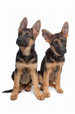 simsearch:400-06364127,k - two German shepherd puppies in front of a white background Fotografie stock - Microstock e Abbonamento, Codice: 400-04424557