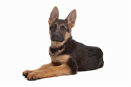 simsearch:640-03263361,k - German Shepherd puppy in front of a white background Stock Photo - Budget Royalty-Free & Subscription, Code: 400-04424558
