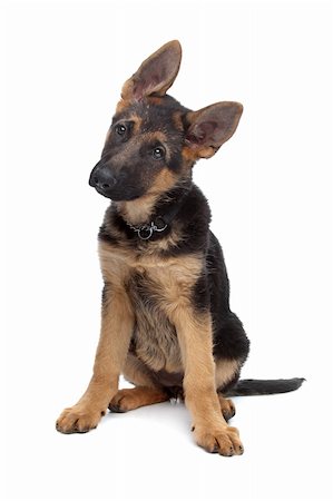 simsearch:640-03263361,k - German Shepherd puppy in front of a white background Stock Photo - Budget Royalty-Free & Subscription, Code: 400-04424559