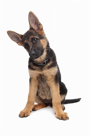 simsearch:640-03263361,k - German Shepherd puppy in front of a white background Stock Photo - Budget Royalty-Free & Subscription, Code: 400-04424560