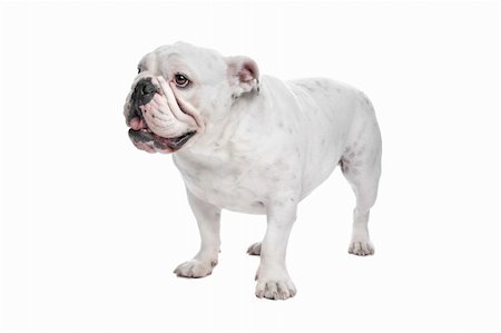 english bulldogs - English Bulldog in front of a white background Stock Photo - Budget Royalty-Free & Subscription, Code: 400-04424574